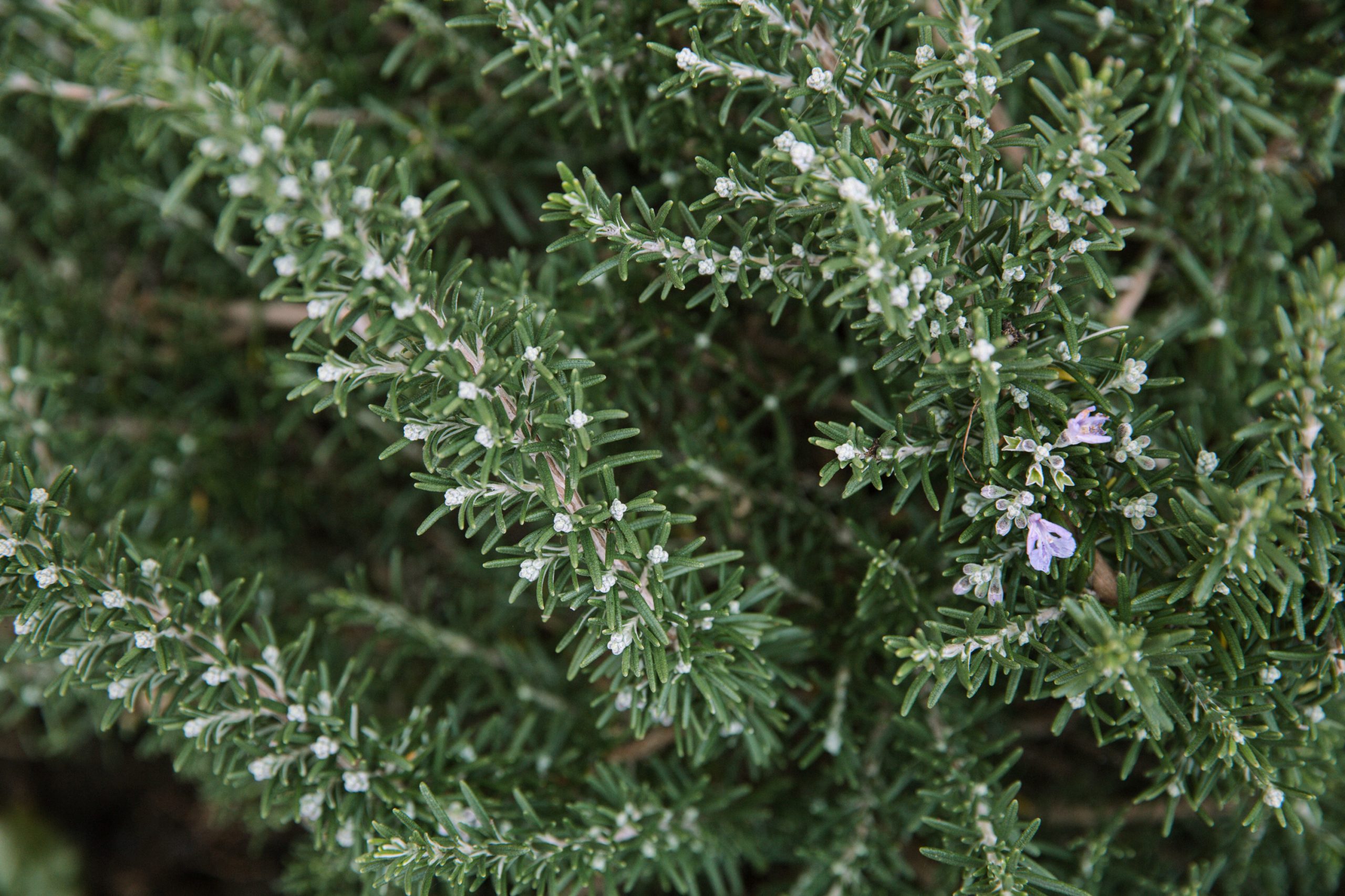 Resch_20221109-5441_bea