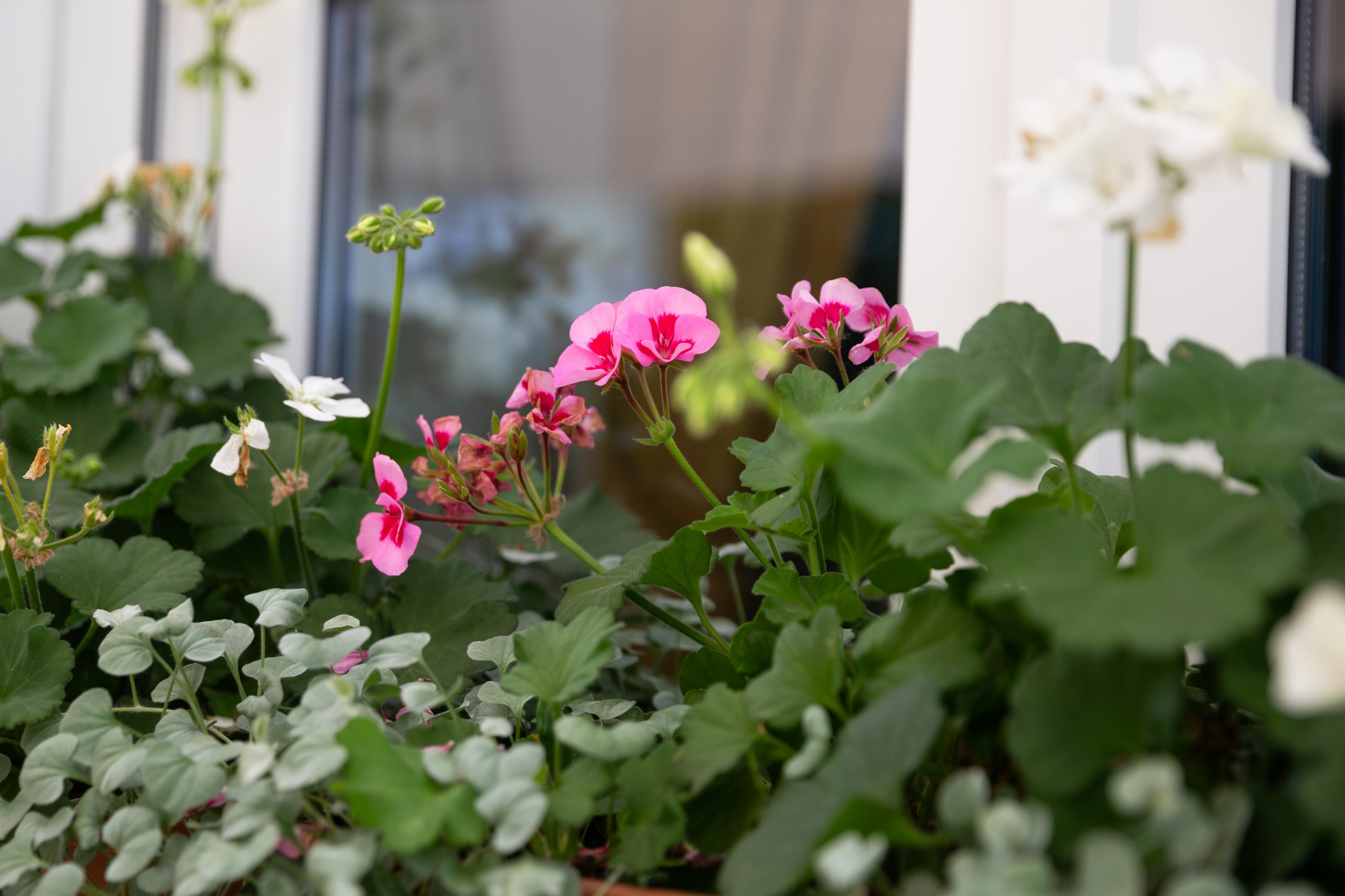 Resch_Sonnensegel-7384